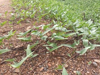 morning glory on soil