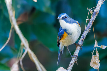 幸せの青い鳥、可愛いルリビタキ（ヒタキ科）
英名学名：Red flanked Bluetail (Tarsiger cyanurus)
埼玉県北本市、北本自然観察公園 2025
