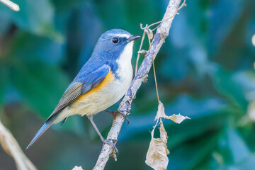 幸せの青い鳥、可愛いルリビタキ（ヒタキ科）
英名学名：Red flanked Bluetail (Tarsiger cyanurus)
埼玉県北本市、北本自然観察公園 2025
