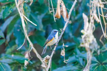 幸せの青い鳥、可愛いルリビタキ（ヒタキ科）
英名学名：Red flanked Bluetail...
