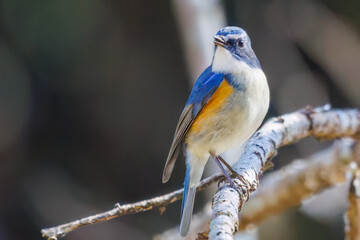 羽ばたいて飛び出す幸せの青い鳥、可愛いルリビタキ（ヒタキ科）
英名学名：Red flanked Bluetail (Tarsiger cyanurus)
埼玉県北本市、北本自然観察公園    2025
