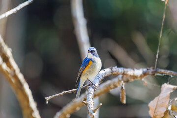 羽ばたいて飛び出す幸せの青い鳥、可愛いルリビタキ（ヒタキ科）
英名学名：Red flanked Bluetail (Tarsiger cyanurus)
埼玉県北本市、北本自然観察公園    2025
