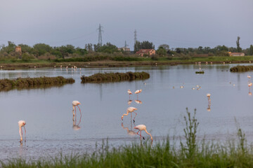 Flamingos (Phoenicopteridae) in valle di comacchio, Italy