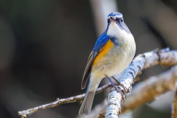羽ばたいて飛び出す幸せの青い鳥、可愛いルリビタキ（ヒタキ科）
英名学名：Red flanked Bluetail (Tarsiger cyanurus)
埼玉県北本市、北本自然観察公園    2025
