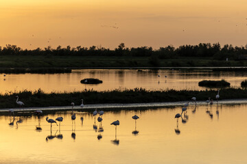 Flamingos (Phoenicopteridae) in valle di comacchio, Italy