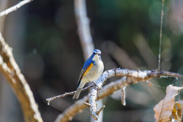 羽ばたいて飛び出す幸せの青い鳥、可愛いルリビタキ（ヒタキ科）
英名学名：Red flanked Bluetail (Tarsiger cyanurus)
埼玉県北本市、北本自然観察公園    2025
