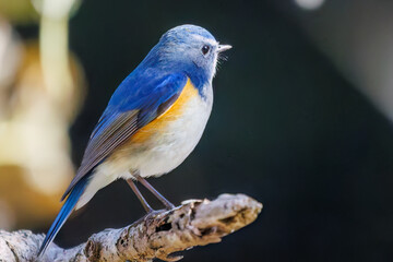 羽ばたいて飛び出す幸せの青い鳥、可愛いルリビタキ（ヒタキ科）
英名学名：Red flanked Bluetail (Tarsiger cyanurus)
埼玉県北本市、北本自然観察公園    2025
