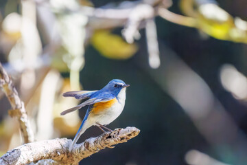 羽ばたいて飛び出す幸せの青い鳥、可愛いルリビタキ（ヒタキ科）
英名学名：Red flanked Bluetail (Tarsiger cyanurus)
埼玉県北本市、北本自然観察公園    2025
