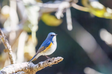 羽ばたいて飛び出す幸せの青い鳥、可愛いルリビタキ（ヒタキ科）
英名学名：Red flanked Bluetail (Tarsiger cyanurus)
埼玉県北本市、北本自然観察公園    2025
