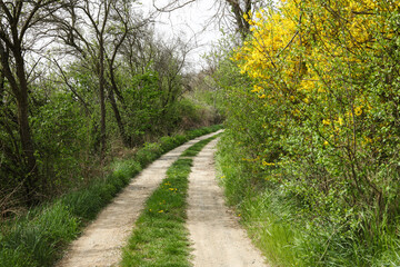 landscape with yellow blooming bushes and a dirt road
