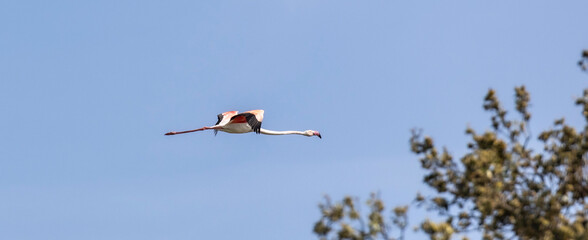 Flamingo flying  (Phoenicopteridae) in valle di comacchio, Italy