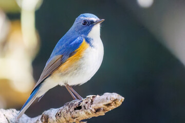羽ばたいて飛び出す幸せの青い鳥、可愛いルリビタキ（ヒタキ科）
英名学名：Red flanked Bluetail (Tarsiger cyanurus)
埼玉県北本市、北本自然観察公園    2025

