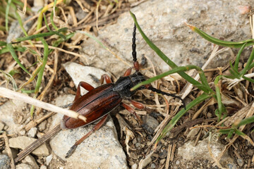 a closeup shot of a  Carinatodorcadion fulvum, Dorcadion fulvum beetle on a ground