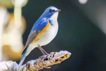 羽ばたいて飛び出す幸せの青い鳥、可愛いルリビタキ（ヒタキ科）
英名学名：Red flanked Bluetail (Tarsiger cyanurus)
埼玉県北本市、北本自然観察公園    2025
