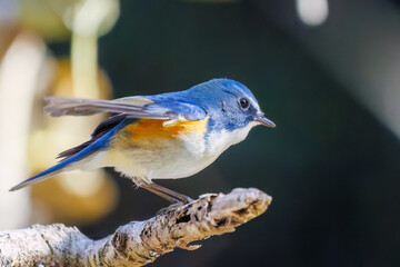羽ばたいて飛び出す幸せの青い鳥、可愛いルリビタキ（ヒタキ科）
英名学名：Red flanked Bluetail (Tarsiger cyanurus)
埼玉県北本市、北本自然観察公園    2025
