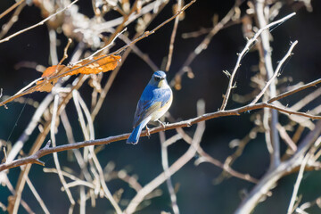 羽ばたいて飛び出す幸せの青い鳥、可愛いルリビタキ（ヒタキ科）
英名学名：Red flanked Bluetail (Tarsiger cyanurus)
埼玉県北本市、北本自然観察公園    2025
