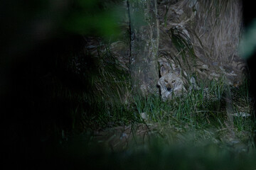 A watchful golden jackal, subtly lit, peeks from the shadows of tall grass nestled beside a tree trunk.