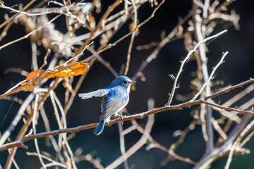 羽ばたいて飛び出す幸せの青い鳥、可愛いルリビタキ（ヒタキ科）
英名学名：Red flanked Bluetail (Tarsiger cyanurus)
埼玉県北本市、北本自然観察公園    2025
