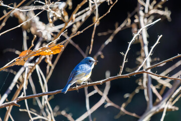 羽ばたいて飛び出す幸せの青い鳥、可愛いルリビタキ（ヒタキ科）
英名学名：Red flanked Bluetail (Tarsiger cyanurus)
埼玉県北本市、北本自然観察公園    2025
