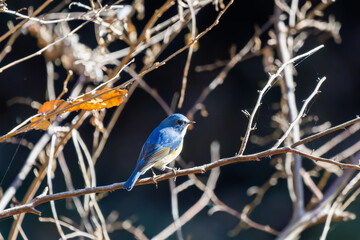 羽ばたいて飛び出す幸せの青い鳥、可愛いルリビタキ（ヒタキ科）
英名学名：Red flanked Bluetail (Tarsiger cyanurus)
埼玉県北本市、北本自然観察公園    2025
