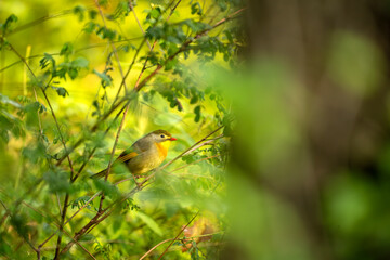 A Red-billed leiothrix Perched in Lush Green Foliage