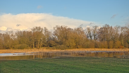 Sunny marsh landscape with golden reed and bare winter trees in Bourgoyen nature reserve, Ghent, Flanders, Belgium
