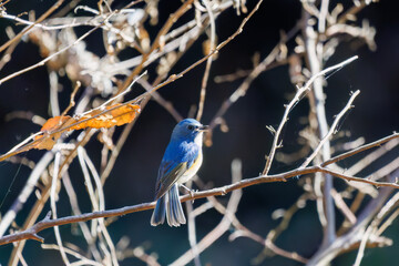 羽ばたいて飛び出す幸せの青い鳥、可愛いルリビタキ（ヒタキ科）
英名学名：Red flanked Bluetail (Tarsiger cyanurus)
埼玉県北本市、北本自然観察公園    2025
