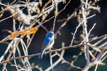 羽ばたいて飛び出す幸せの青い鳥、可愛いルリビタキ（ヒタキ科）
英名学名：Red flanked Bluetail (Tarsiger cyanurus)
埼玉県北本市、北本自然観察公園    2025
