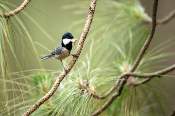 Asian Tit (Parus cinereus) with Prey Perched on a Pine Branch