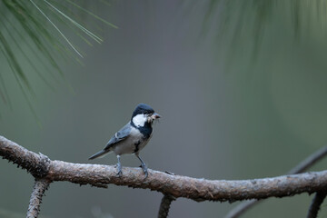 Obraz premium Close-up of an Asian Tit (Parus cinereus) perched on a pine branch, holding a small insect in its beak.