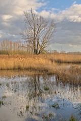 Fototapeta premium eed and bare winter tree reflecting in the water in the flemish countryside. marsh landscape with golden reed and bare winter trees on a cloudy winter day in Bourgoyen nature reserve, Ghent, Flanders,