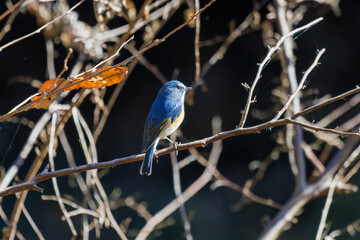 羽ばたいて飛び出す幸せの青い鳥、可愛いルリビタキ（ヒタキ科）
英名学名：Red flanked Bluetail (Tarsiger cyanurus)
埼玉県北本市、北本自然観察公園    2025
