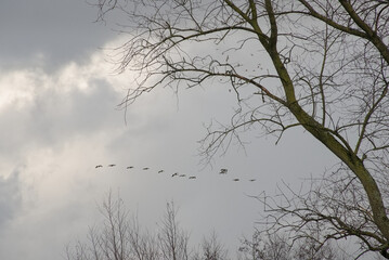  Flock of Canada geese in flight over bare trees on a cloudy day, low angle view - branta canadensis 
