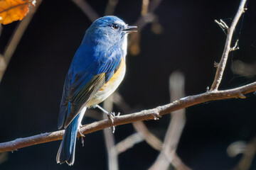 羽ばたいて飛び出す幸せの青い鳥、可愛いルリビタキ（ヒタキ科）
英名学名：Red flanked Bluetail (Tarsiger cyanurus)
埼玉県北本市、北本自然観察公園    2025
