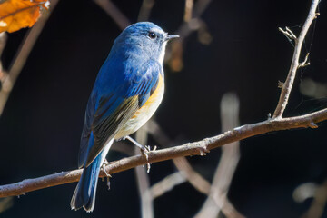 羽ばたいて飛び出す幸せの青い鳥、可愛いルリビタキ（ヒタキ科）
英名学名：Red flanked Bluetail (Tarsiger cyanurus)
埼玉県北本市、北本自然観察公園    2025
