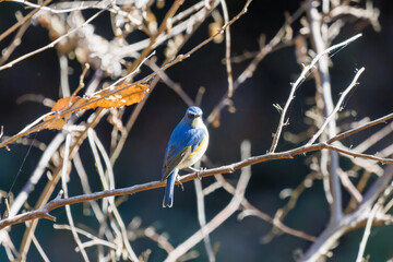 羽ばたいて飛び出す幸せの青い鳥、可愛いルリビタキ（ヒタキ科）
英名学名：Red flanked Bluetail (Tarsiger cyanurus)
埼玉県北本市、北本自然観察公園    2025
