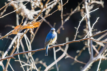 羽ばたいて飛び出す幸せの青い鳥、可愛いルリビタキ（ヒタキ科）
英名学名：Red flanked Bluetail (Tarsiger cyanurus)
埼玉県北本市、北本自然観察公園    2025
