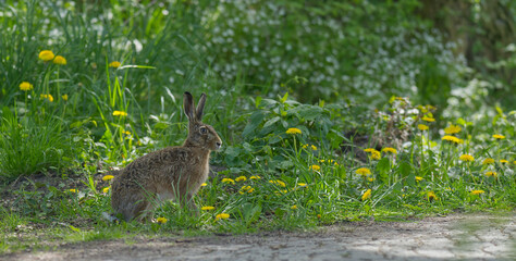 Hase