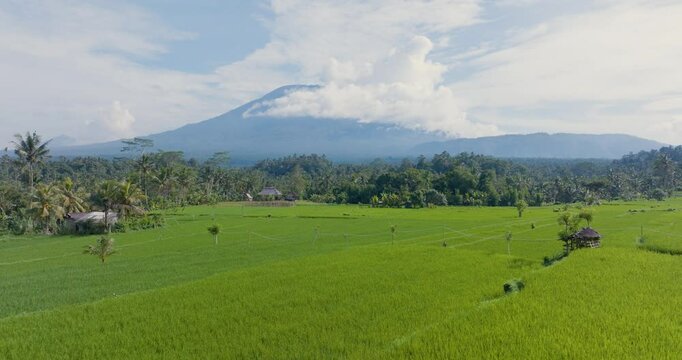 Low 4K drone tracking shot at sunrise over rice fields in Sidemen, Bali with traditional farm house and Mount Agung in the distance. Balinese rural life from above.