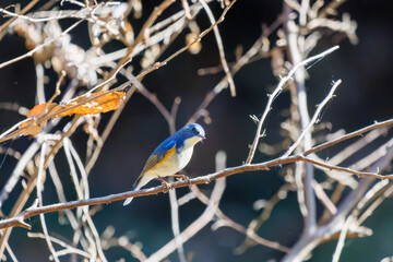 羽ばたいて飛び出す幸せの青い鳥、可愛いルリビタキ（ヒタキ科）
英名学名：Red flanked Bluetail (Tarsiger cyanurus)
埼玉県北本市、北本自然観察公園    2025
