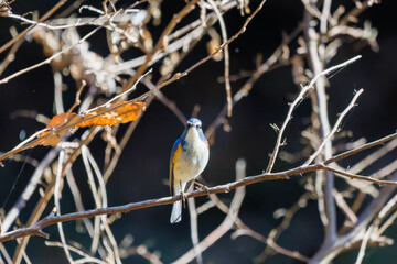 羽ばたいて飛び出す幸せの青い鳥、可愛いルリビタキ（ヒタキ科）
英名学名：Red flanked Bluetail (Tarsiger cyanurus)
埼玉県北本市、北本自然観察公園    2025
