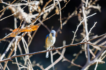 羽ばたいて飛び出す幸せの青い鳥、可愛いルリビタキ（ヒタキ科）
英名学名：Red flanked Bluetail (Tarsiger cyanurus)
埼玉県北本市、北本自然観察公園    2025
