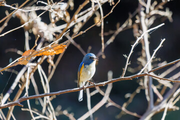 羽ばたいて飛び出す幸せの青い鳥、可愛いルリビタキ（ヒタキ科）
英名学名：Red flanked Bluetail (Tarsiger cyanurus)
埼玉県北本市、北本自然観察公園    2025
