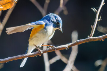 羽ばたいて飛び出す幸せの青い鳥、可愛いルリビタキ（ヒタキ科）
英名学名：Red flanked Bluetail (Tarsiger cyanurus)
埼玉県北本市、北本自然観察公園    2025
