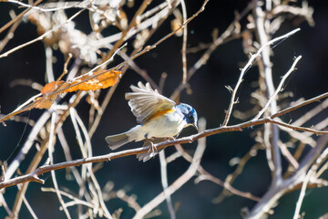 羽ばたいて飛び出す幸せの青い鳥、可愛いルリビタキ（ヒタキ科）
英名学名：Red flanked Bluetail (Tarsiger cyanurus)
埼玉県北本市、北本自然観察公園    2025
