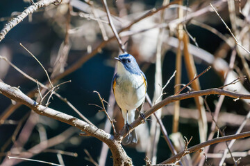 羽ばたいて飛び出す幸せの青い鳥、可愛いルリビタキ（ヒタキ科）
英名学名：Red flanked Bluetail (Tarsiger cyanurus)
埼玉県北本市、北本自然観察公園    2025
