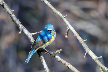 羽ばたいて飛び出す幸せの青い鳥、可愛いルリビタキ（ヒタキ科）
英名学名：Red flanked Bluetail (Tarsiger cyanurus)
埼玉県北本市、北本自然観察公園    2025
