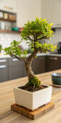 bonsai tree on a table