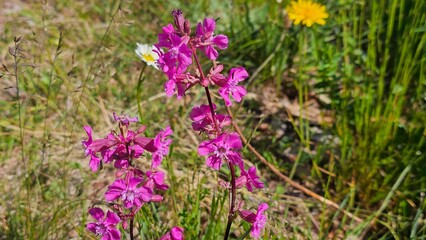 Sweden. Viscaria vulgaris, the sticky catchfly or clammy campion, is a flowering plant in the...