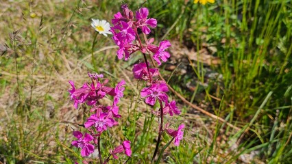 Fototapeta premium Sweden. Viscaria vulgaris, the sticky catchfly or clammy campion, is a flowering plant in the family Caryophyllaceae.